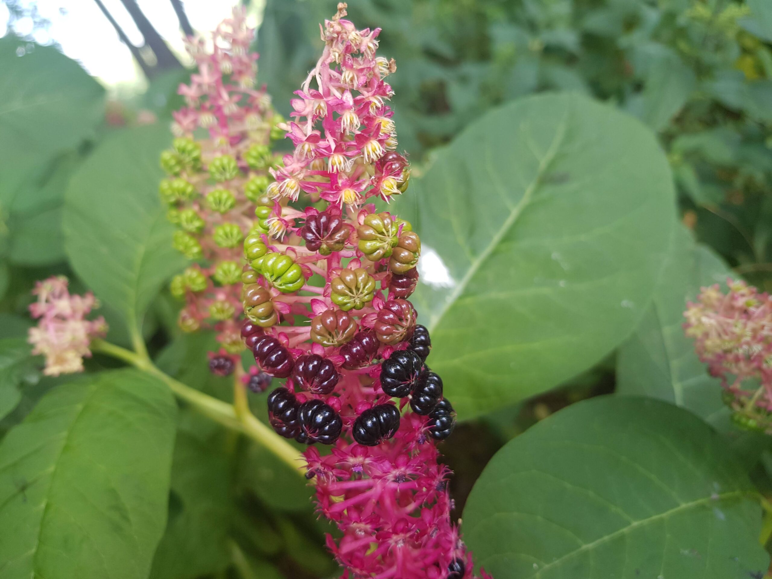 Kermesbeere Kopie scaled