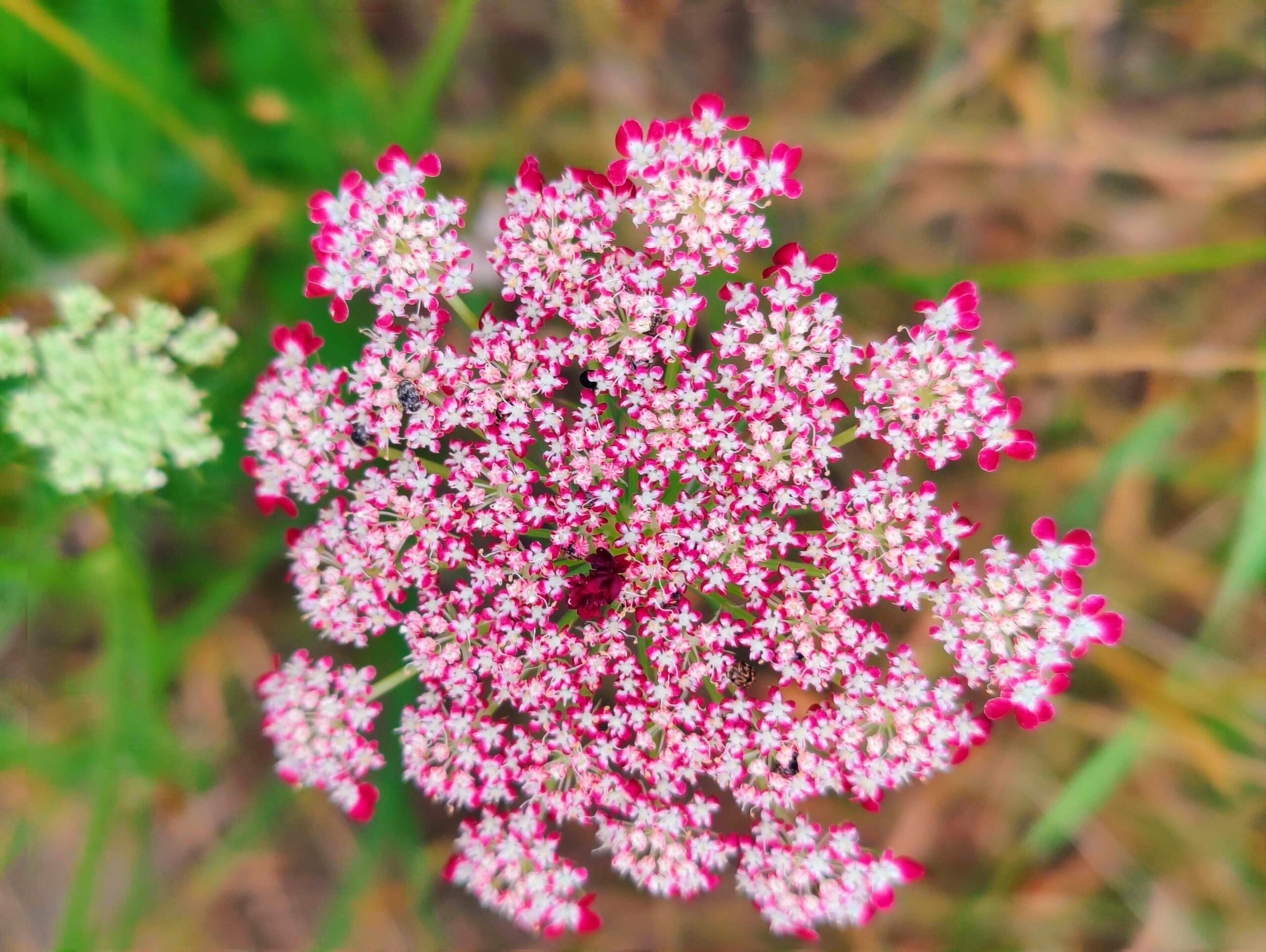 wilde moehre Kopie scaled